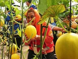 Agro Purwosari Wisata Petik Buah di Semarang