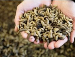 Budidaya Maggot dilakukan Bandara Ahmad Yani Semarang untuk Kelola Sampah