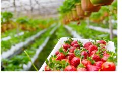 Wisata Edukasi Petik Buah Strawberry di Semarang