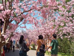 Menikmati Keindahan Bunga Sakura Bisa di Semarang?
