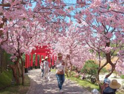 Bunga Sakura Ada di Semarang?