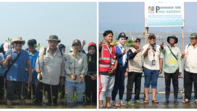 tanam mangrove pesisir semarang