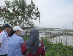 Wali Kota Semarang Mulai Siapkan Ekowisata Mangrove di Tambakrejo