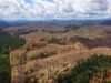 Masifnya Pembabatan Hutan di Sumatera, Habitat Rusak dan Gajah Mati