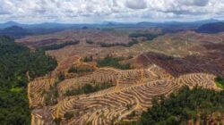 Masifnya Pembabatan Hutan di Sumatera, Habitat Rusak dan Gajah Mati