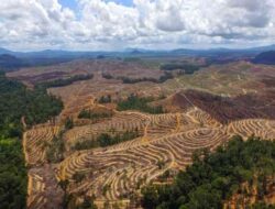 Masifnya Pembabatan Hutan di Sumatera, Habitat Rusak dan Gajah Mati
