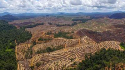 rusaknya habitat gajah