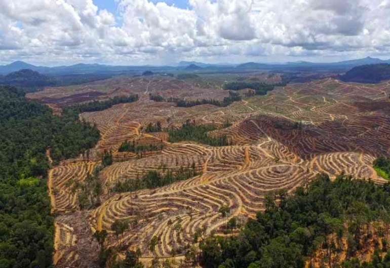 rusaknya habitat gajah