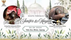 orangutan Jennifer dan Hayato