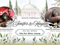 Orangutan Jennifer dan Hayato Jadi Simbol Persahabatan Indonesia-Jepang di Tobe Zoo