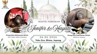 orangutan Jennifer dan Hayato