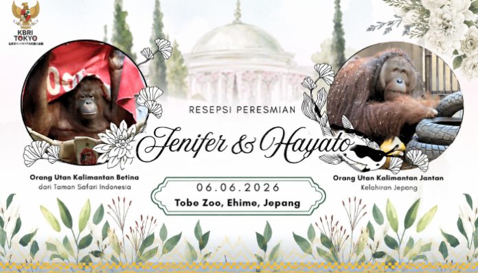 orangutan Jennifer dan Hayato
