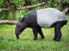 Dijuluki Fosil Hidup, benarkah Tapir Asia Kian Dekat dengan Kepunahan?