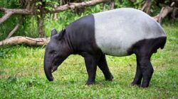 Dijuluki Fosil Hidup, benarkah Tapir Asia Kian Dekat dengan Kepunahan?