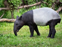 Dijuluki Fosil Hidup, benarkah Tapir Asia Kian Dekat dengan Kepunahan?