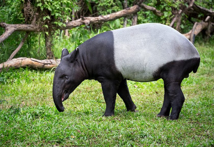 Tapir Asia mendekati kepunahan
