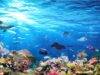 El Nino Berdampak ke Kenaikan Suhu Laut, Bencana bagi Ikan dan Karang
