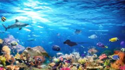El Nino Berdampak ke Kenaikan Suhu Laut, Bencana bagi Ikan dan Karang