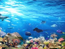 El Nino Berdampak ke Kenaikan Suhu Laut, Bencana bagi Ikan dan Karang