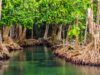 Masih Efektifkah Mangrove Menyimpan Karbon di Tengah Kenaikan Permukaan Laut?