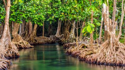 peran mangrove