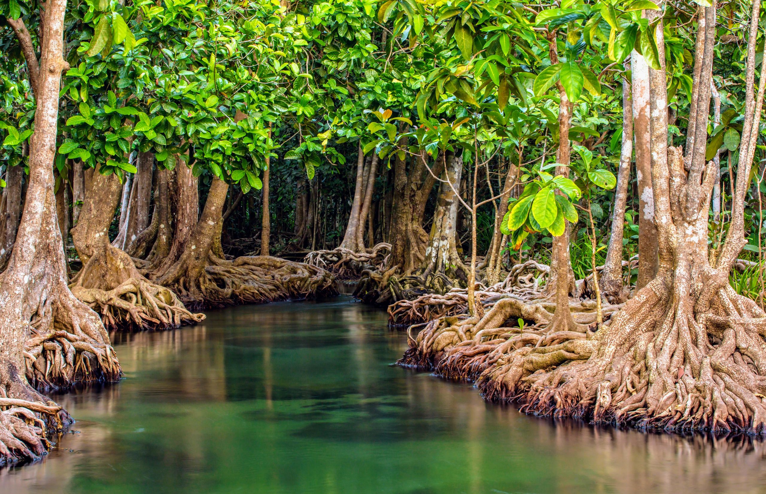 peran mangrove