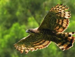 Populasi Elang Jawa Terancam Punah