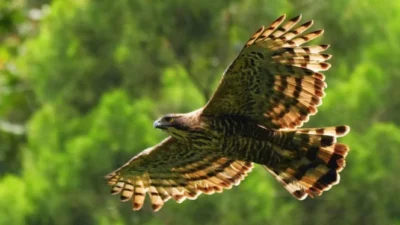 populasi elang ajwa terancam punah