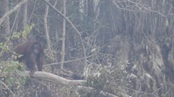 Orang Utan Kalimantan Terancam Asap Hingga Berpotensi Kekurangan Bahan Makanan