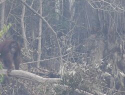 Orang Utan Kalimantan Terancam Asap Hingga Berpotensi Kekurangan Bahan Makanan