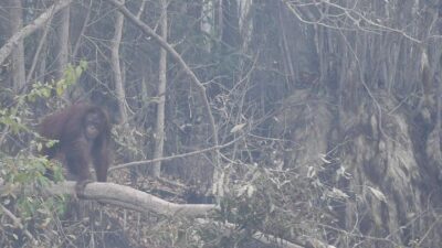 Orang utan Kalimantan terancam asap