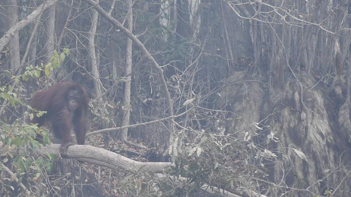 Orang utan Kalimantan terancam asap