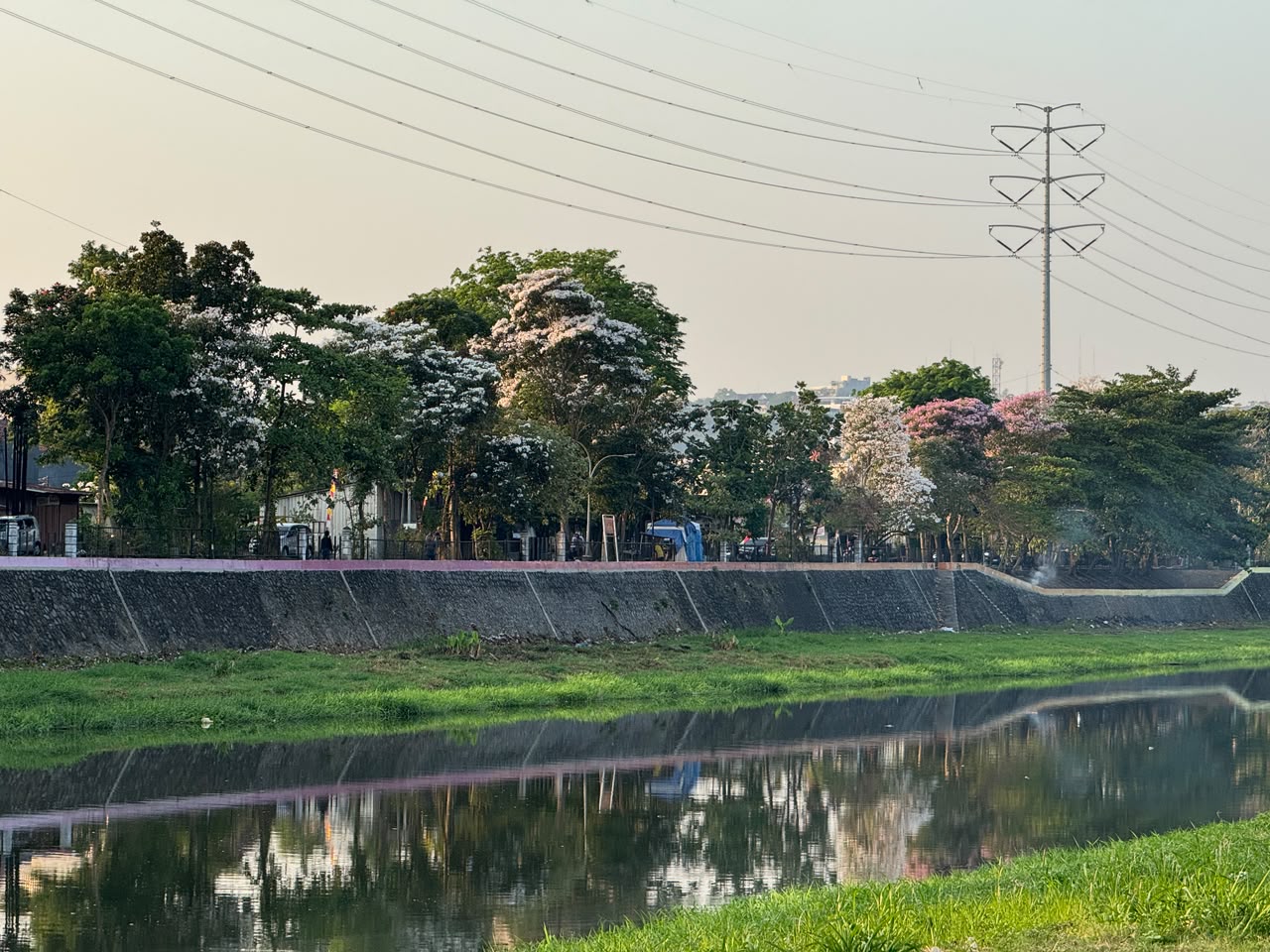 Bunga tabebuya di Jalan Madukoro Semarang