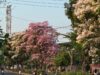 Serasa di Jepang, Bunga Tabebuya Bermekaran di Jalanan Semarang
