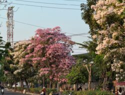 Serasa di Jepang, Bunga Tabebuya Bermekaran di Jalanan Semarang