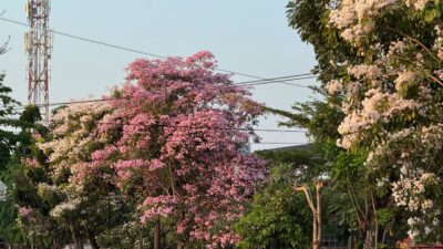 Serasa di Jepang, Bunga Tabebuya Bermekaran di Jalanan Semarang