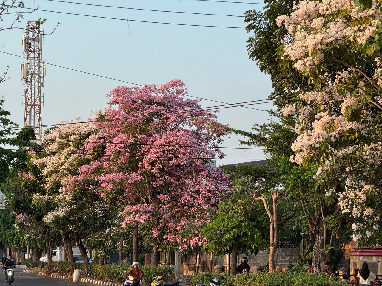jalnan semarang dihiasi Bunga Tabebuya