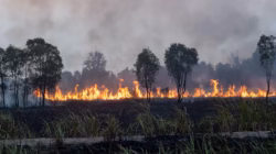 Kebakaran Hutan dan Lahan (Karhutla) Kembali Melanda Indonesia