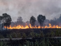 Kebakaran Hutan dan Lahan (Karhutla) Kembali Melanda Indonesia