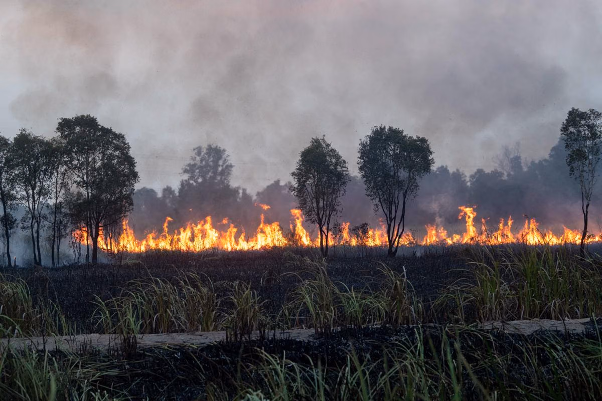 karhutla Kalimantan