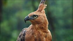 Dari Muria ke Semarang Upaya Menjaga Habitat Elang Jawa