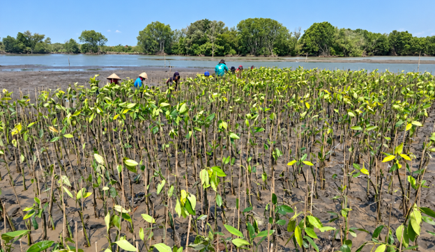 penanaman mangrove