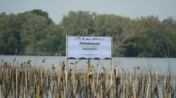 PAMA Group Perluas Rehabilitasi Pesisir, Tanam 20.000 Mangrove di Patebon Kendal