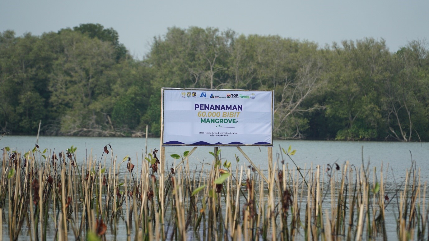 penanaman mangrove