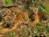 Tiga Anak Harimau Benggala Lahir Di Semarang Zoo