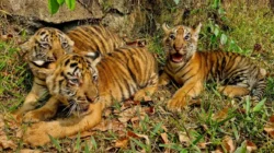 Tiga Anak Harimau Benggala Lahir Di Semarang Zoo