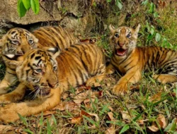 Tiga Anak Harimau Benggala Lahir Di Semarang Zoo