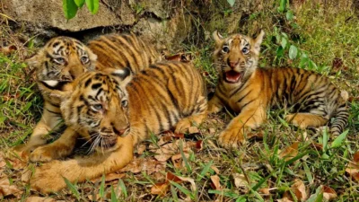 Tiga Anak Harimau Benggala Lahir Di Semarang Zoo