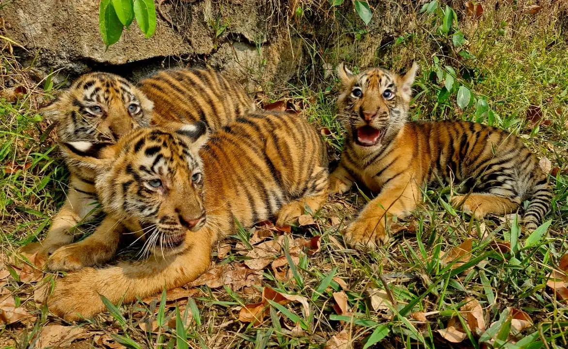 Tiga Anak Harimau Benggala Lahir Di Semarang Zoo