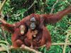 Karhutla Melanda Taman Nasional Tanjung Puting Kalimantan Tengah